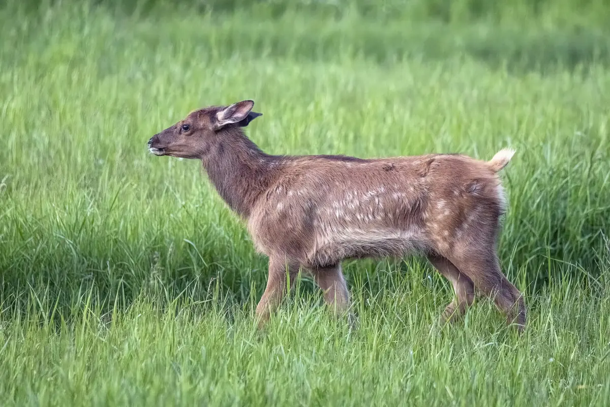 A young elk grazing in Banff National Park