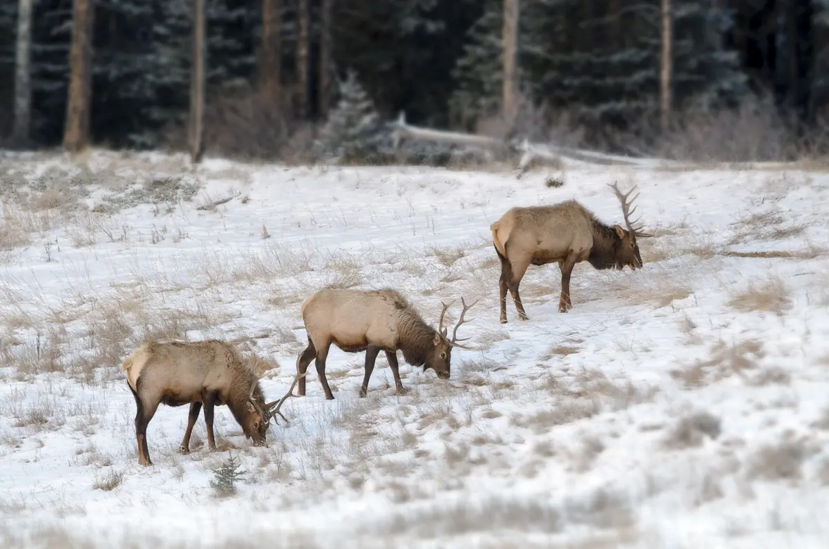 Elk in the snow near Banff